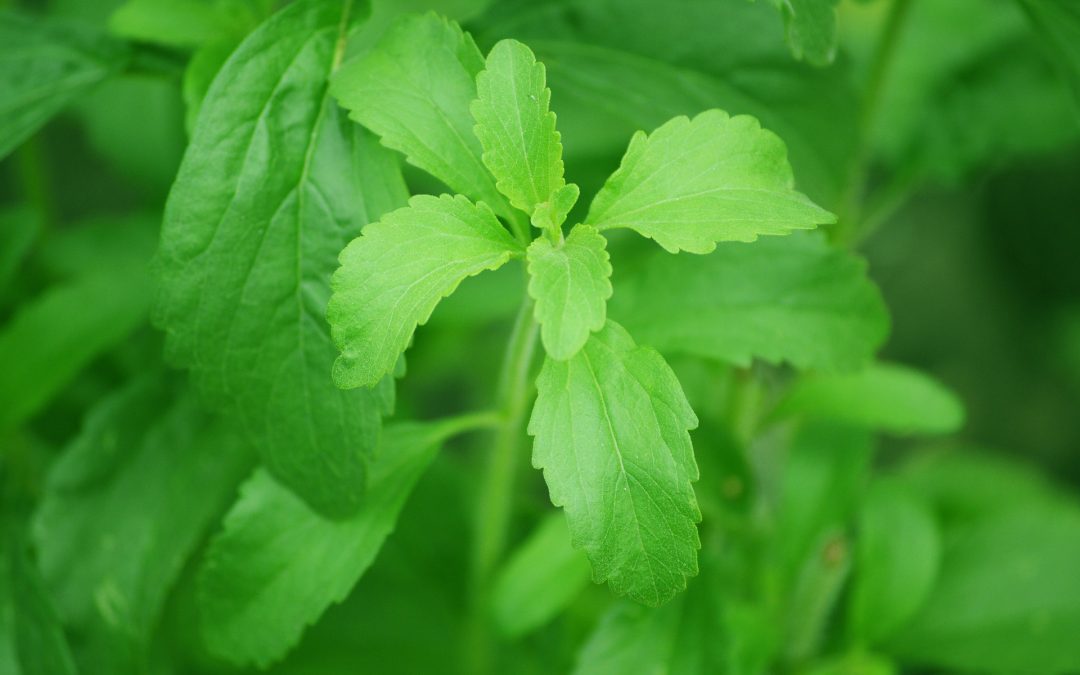 Las propiedades benéficas de la Stevia como edulcorante natural