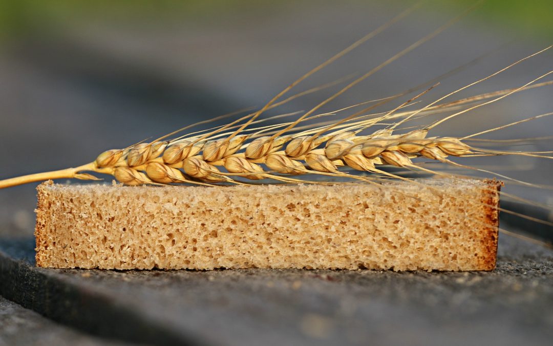 Salvado de trigo, fuente de altas cantidades de fibra
